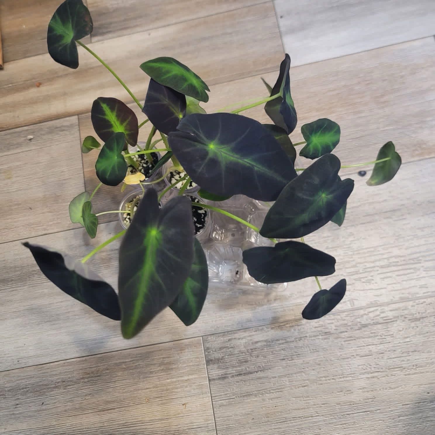 Photo of the plant species Colocasia 'Black Beauty' by @SuaveAmurmaple6 named Prince on Greg, the plant care app