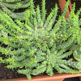 Photo of the plant species Medusa's Head by @PoliteNutgrass9 named Ronaldo on Greg, the plant care app
