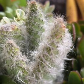 Photo of the plant species Cane Cactus by @FitGuapilla3 named Sproutacus on Greg, the plant care app