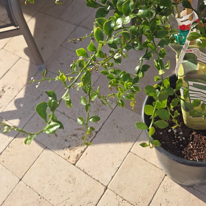 Photo of the plant species Caviar Lime by @GoddessMira79 named Sahara on Greg, the plant care app