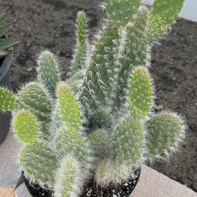 Photo of the plant species Navajo Bridge Prickly Pear by @NiftyCodiaeum42 named Rosa on Greg, the plant care app