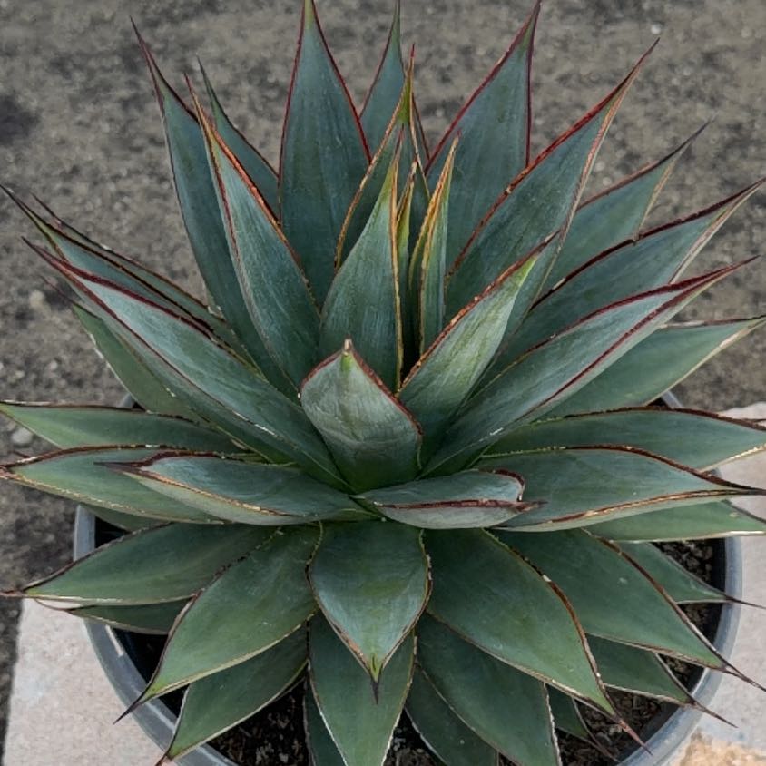 Photo of the plant species Agave Blue Glow by @NiftyCodiaeum42 named Sonora on Greg, the plant care app