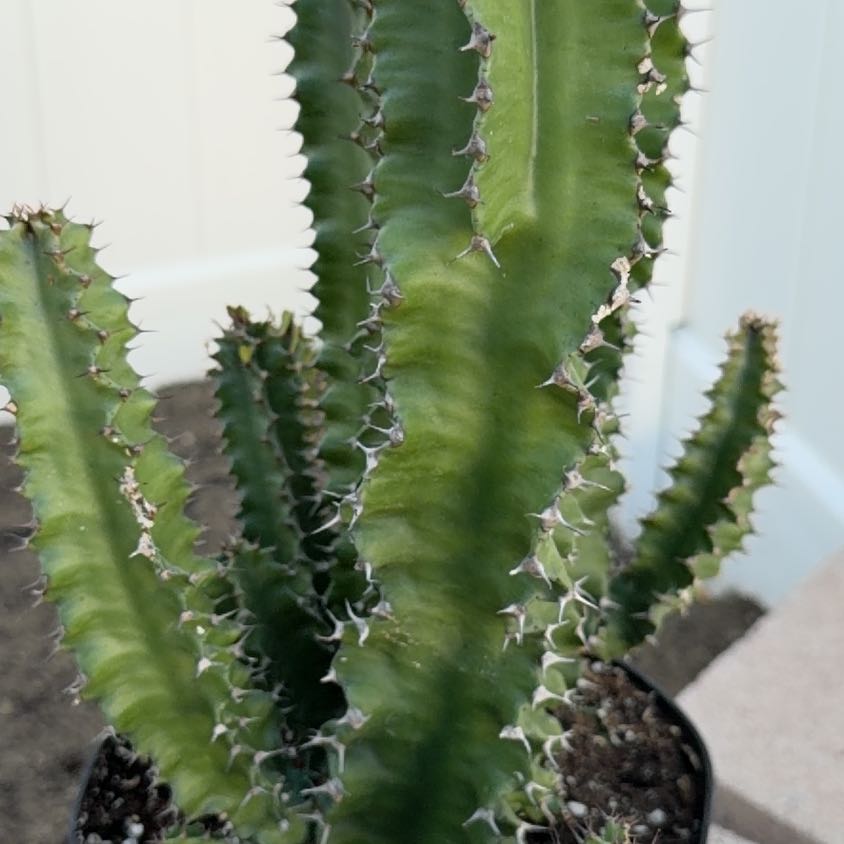Photo of the plant species African Candelabra by @NiftyCodiaeum42 named Sir Plancelot on Greg, the plant care app