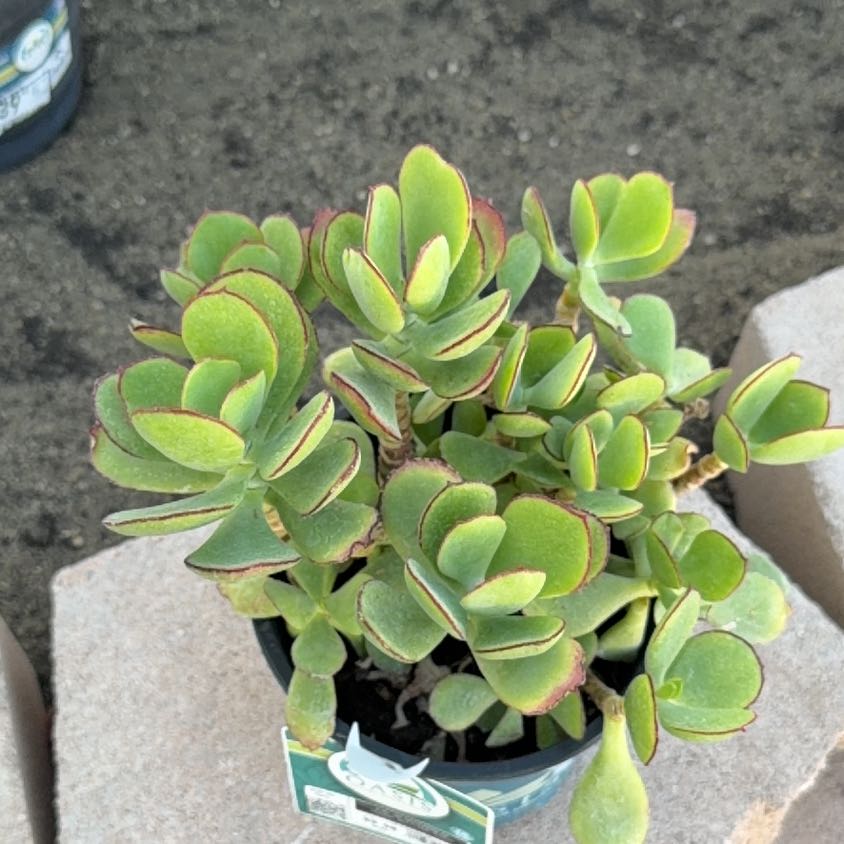 Photo of the plant species Mint Truffles by @NiftyCodiaeum42 named Shakira on Greg, the plant care app