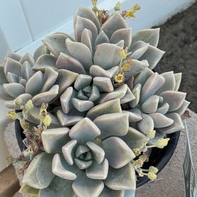Photo of the plant species Peach by @NiftyCodiaeum42 named Muhammad Ali on Greg, the plant care app