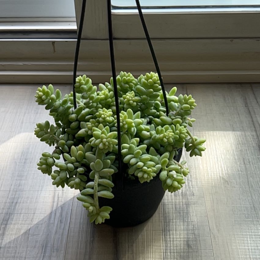 Photo of the plant species Donkey Tail by @PoshOleander45 named Rou Rou on Greg, the plant care app