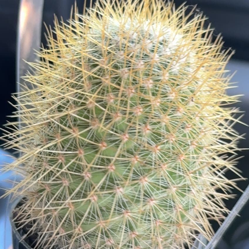 Photo of the plant species Mammillaria pringlei by @LimberBeans54 named Apollo on Greg, the plant care app