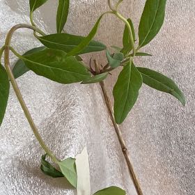 Photo of the plant species Honeysuckle by @PrizeRainbow38 named Fernie Mac on Greg, the plant care app