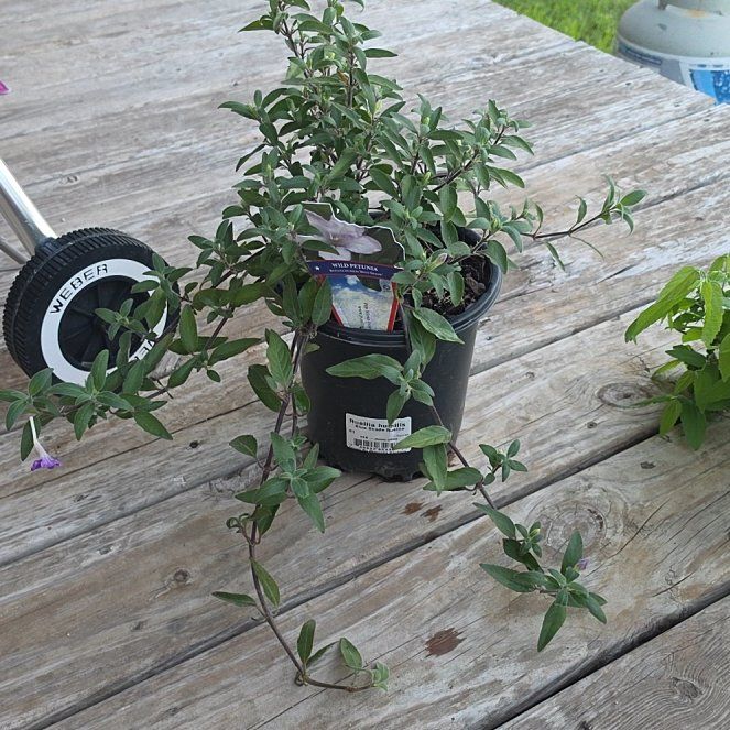 Photo of the plant species Wild Petunia by @HardySalsa37 named Denali on Greg, the plant care app