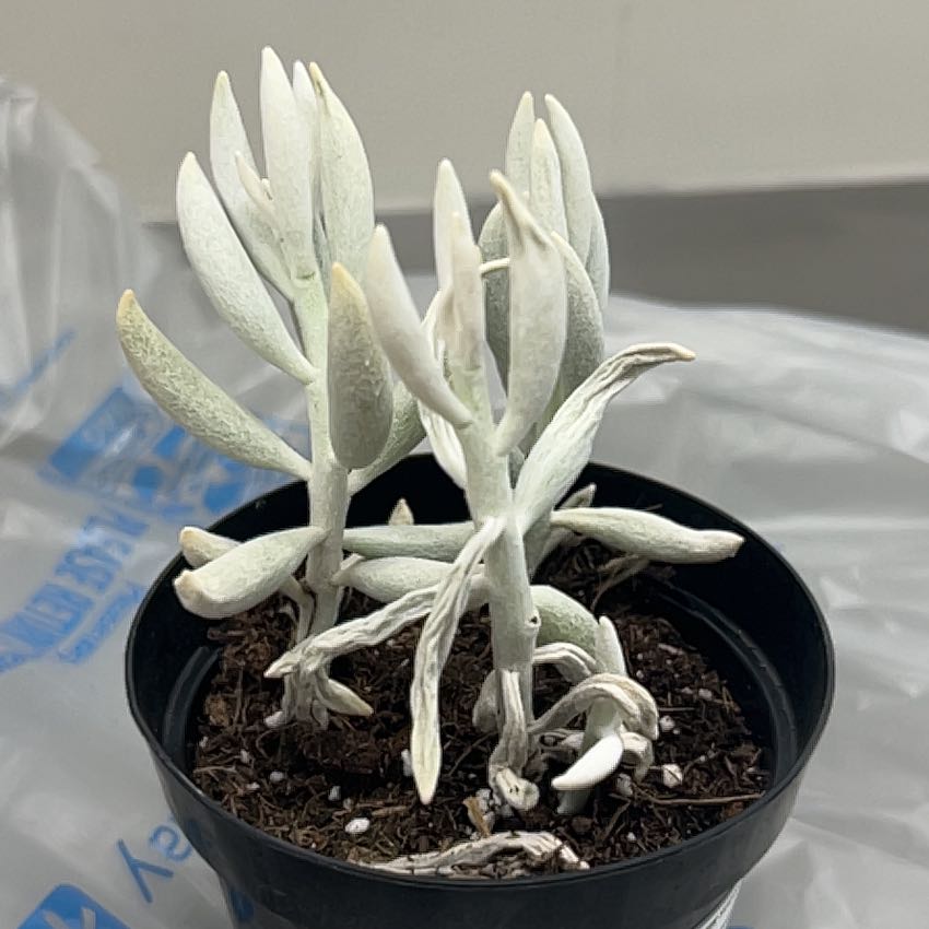 Photo of the plant species Cocoon Plant by @ProudDeerfern5 named ChloroPhil on Greg, the plant care app
