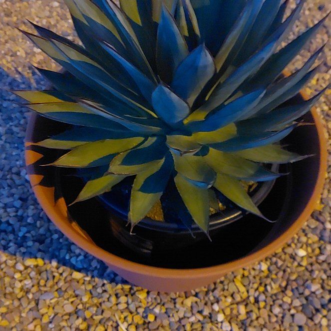 Photo of the plant species Agave Shawii by @YiftPunanova18 named Terra on Greg, the plant care app