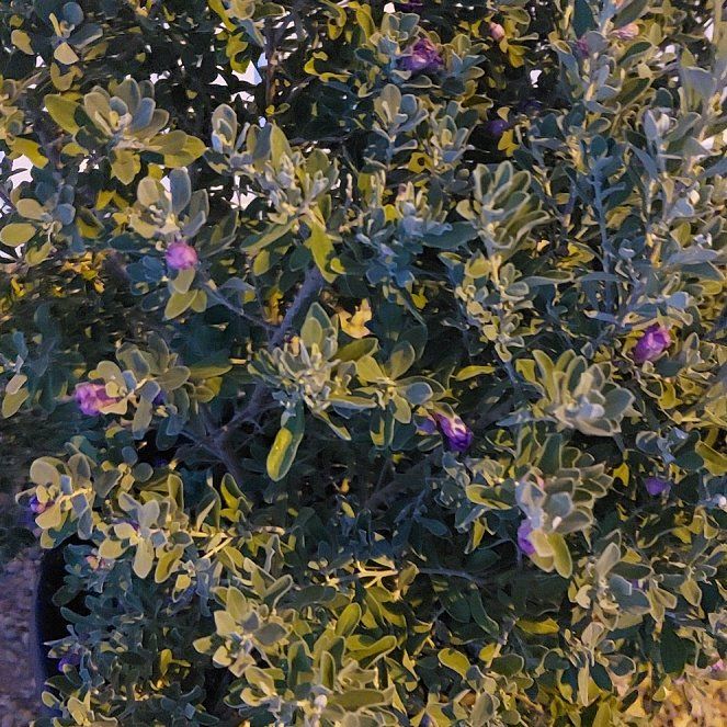 Photo of the plant species Purple Sage by @YiftPunanova18 named Leonardo on Greg, the plant care app