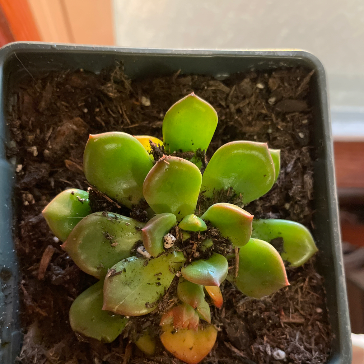 Photo of the plant species Echeveria 'Sleepy' by @FabOleaster48 named Elina on Greg, the plant care app