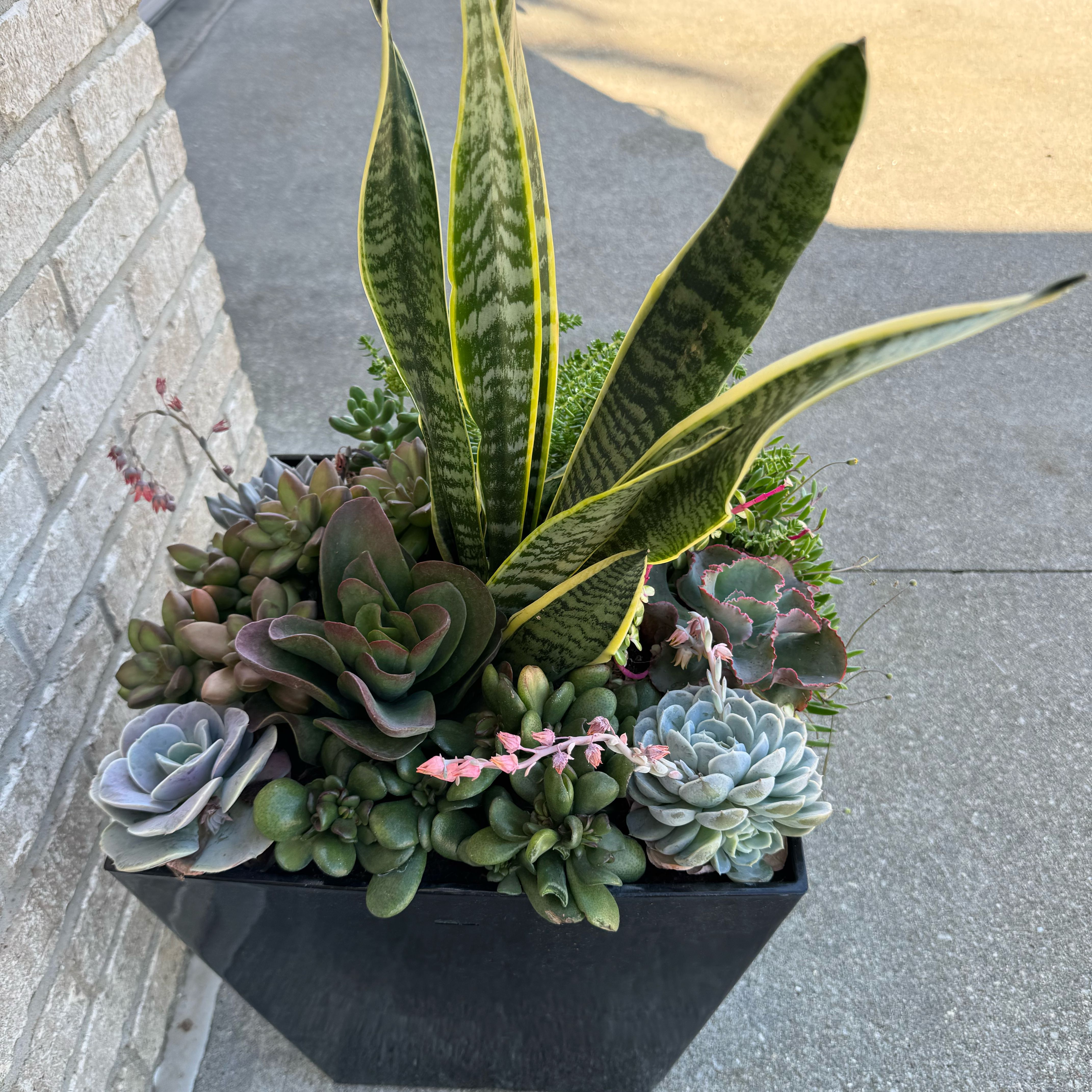 Photo of the plant species Succulent Garden by @AceSourwood22 named Eva on Greg, the plant care app