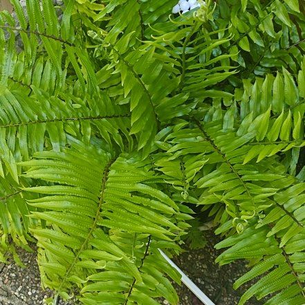 Photo of the plant species Macho Fern by @ValorousChisme named Miley on Greg, the plant care app