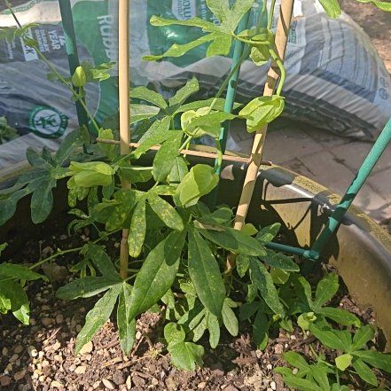 Photo of the plant species Passion Flower by @ValorousChisme named Nemo on Greg, the plant care app