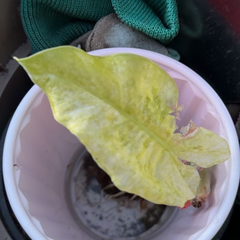 Photo of the plant species American Water Plantain by @Kerileigh1 named Gregarious on Greg, the plant care app