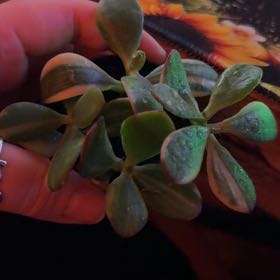 Photo of the plant species Crassula obliqua 'Lemon 'n Lime' by @CleanMaitake83 named Foxxy on Greg, the plant care app
