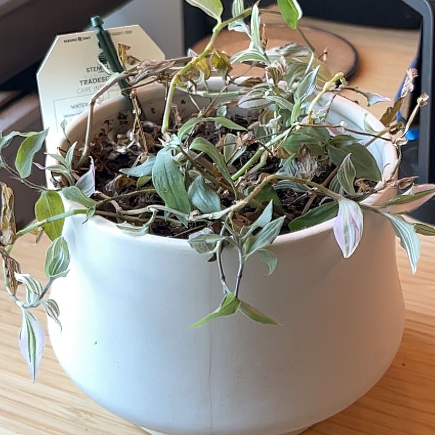 Photo of the plant species Tradescantia by @BrightOkra92 named Michelle Branch on Greg, the plant care app