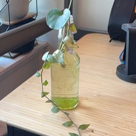 Photo of the plant species Algerian Ivy by @BrightOkra92 named Nithin on Greg, the plant care app