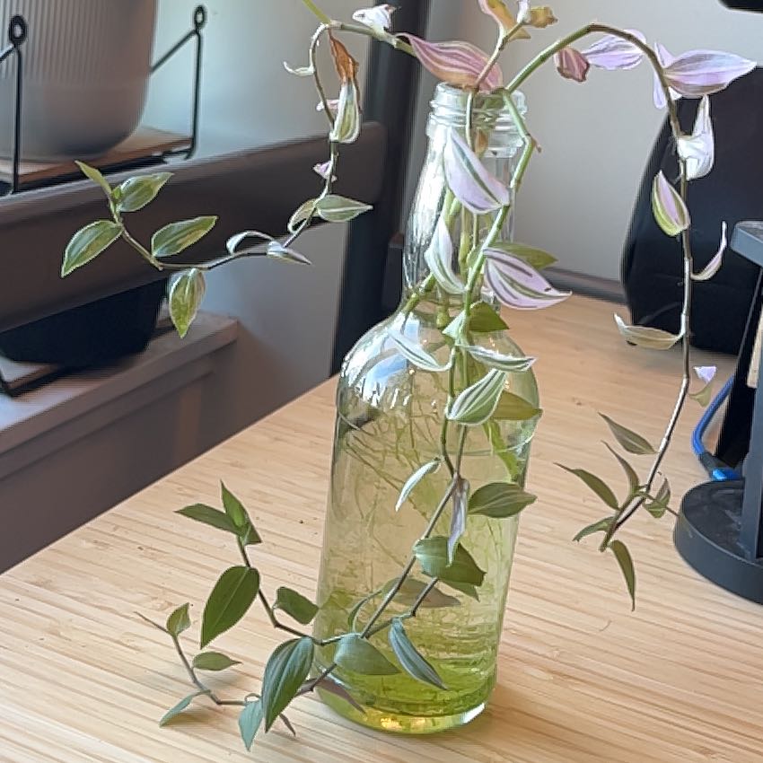 Photo of the plant species Tradescantia by @BrightOkra92 named Hamilton on Greg, the plant care app