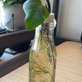 Photo of the plant species Algerian Ivy by @BrightOkra92 named Kardashian on Greg, the plant care app
