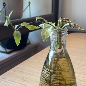 Photo of the plant species Tradescantia by @BrightOkra92 named Denali on Greg, the plant care app
