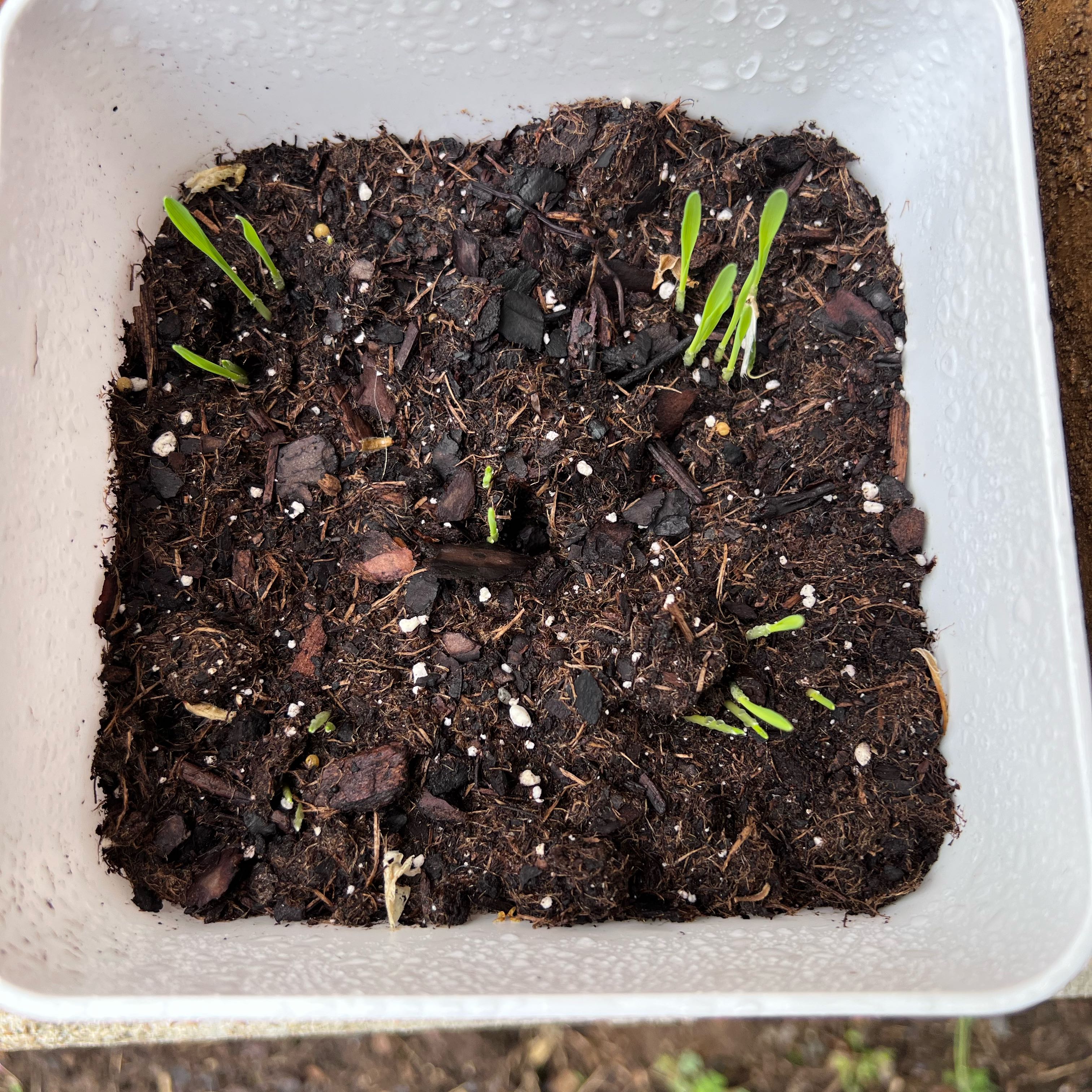 Photo of the plant species cat grass by @FancyPuka79 named Walt on Greg, the plant care app