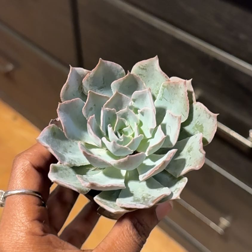 Photo of the plant species Echeveria 'Blue Heron' by @DearMendoza31 named Crip Mac on Greg, the plant care app