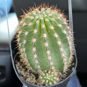 Photo of the plant species Torch Cactus by @TotalNoni29 named Henry on Greg, the plant care app