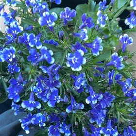Photo of the plant species Lobelia 'Rift Blue' by @TastyWildramp85 named Osmo on Greg, the plant care app