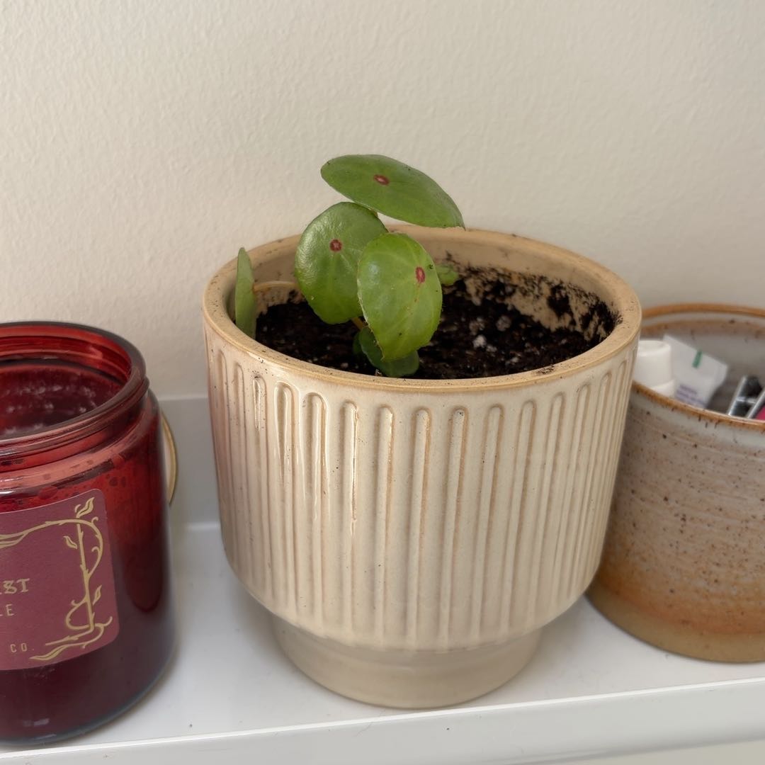 Photo of the plant species Red Ruby Begonia by @SeamlessArugula named Bilbo on Greg, the plant care app