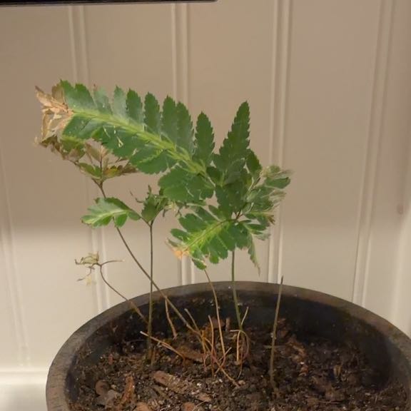 Photo of the plant species Autumn Fern by @SeamlessArugula named Keanu Leaves on Greg, the plant care app