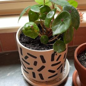 Photo of the plant species Red Ruby Begonia by @SeamlessArugula named Tolkien on Greg, the plant care app