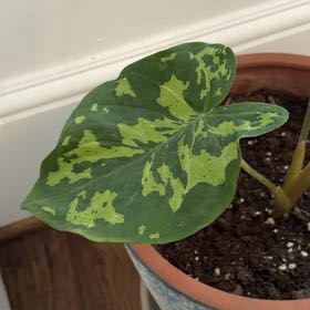 Photo of the plant species Taro 'Mojito' by @SeamlessArugula named Sir Plancelot on Greg, the plant care app