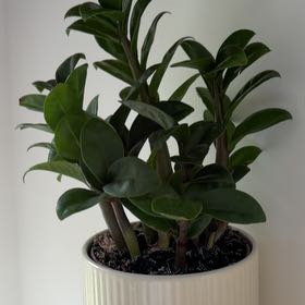 Photo of the plant species ZZ Zenzi by @SeamlessArugula named Orwell on Greg, the plant care app