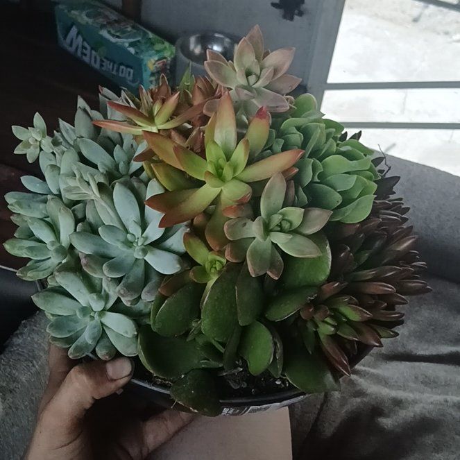 Photo of the plant species Jade Plant by @SleekPansy47 named Treeyoncé on Greg, the plant care app