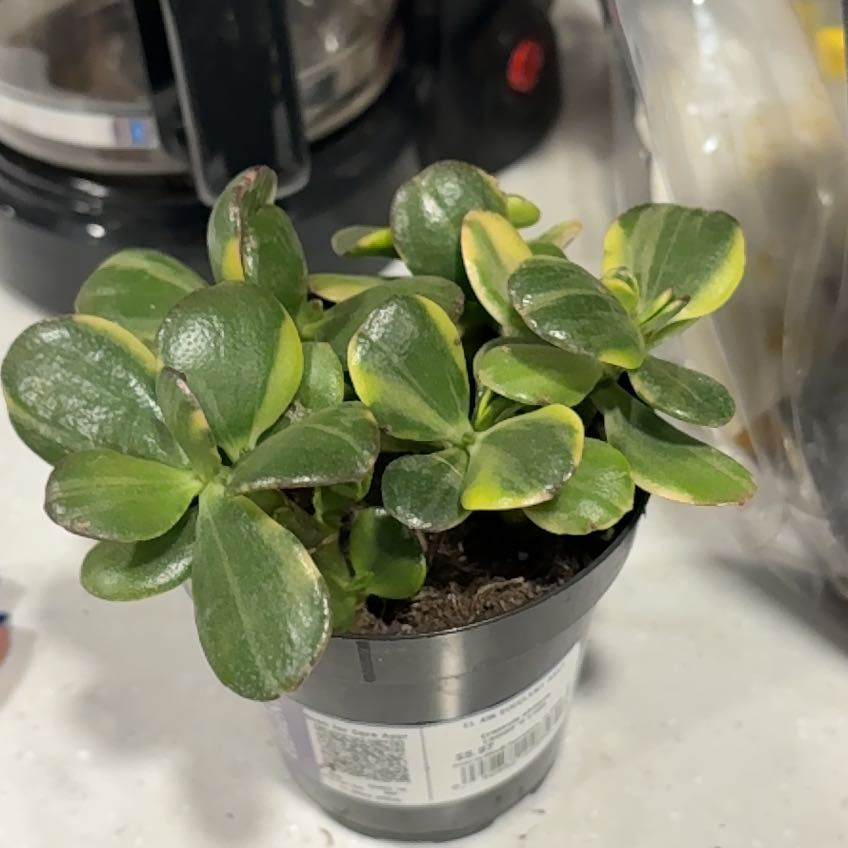 Photo of the plant species Crassula obliqua 'Lemon 'n Lime' by @IconPansy64 named Elle on Greg, the plant care app
