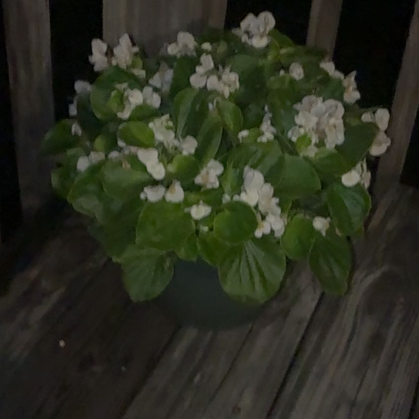 Photo of the plant species Wax Begonia by @YardKamahi58 named Sahara on Greg, the plant care app