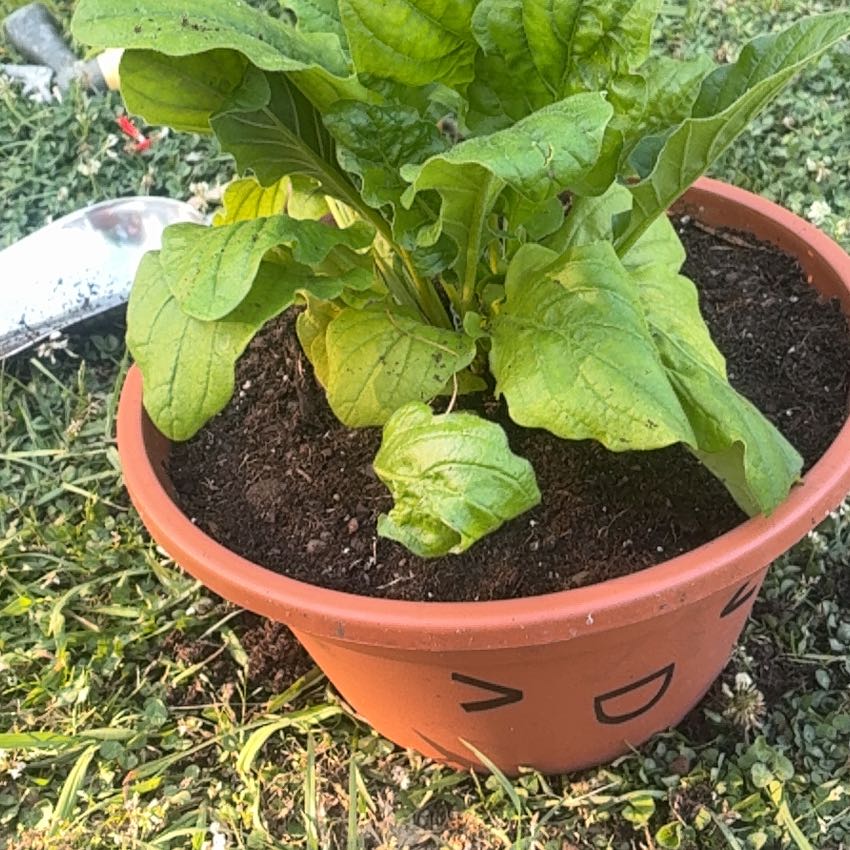 Photo of the plant species Transvaal Daisy by @YardKamahi58 named Sage on Greg, the plant care app