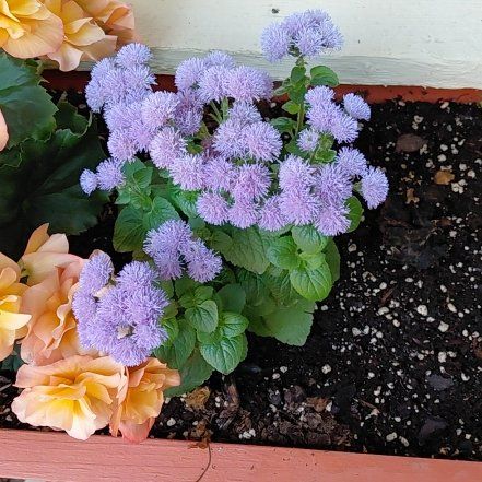 Photo of the plant species Flossflower by @PetBlackbent76 named Harry on Greg, the plant care app