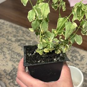 Photo of the plant species vinca vine by @FabLavaranos26 named Forrest on Greg, the plant care app