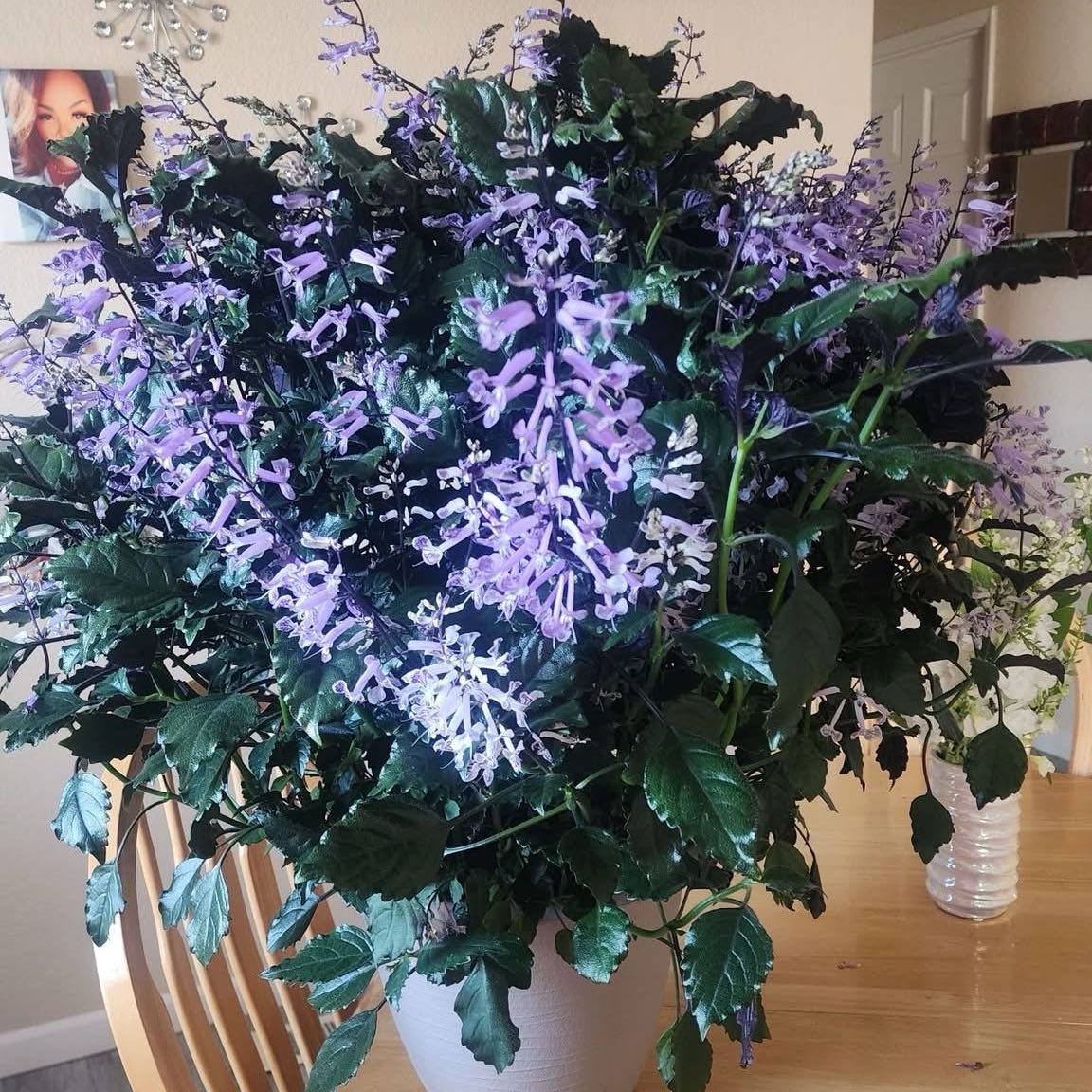 Photo of the plant species Queen's Wreath by @SisterMiro52 named Navajo on Greg, the plant care app