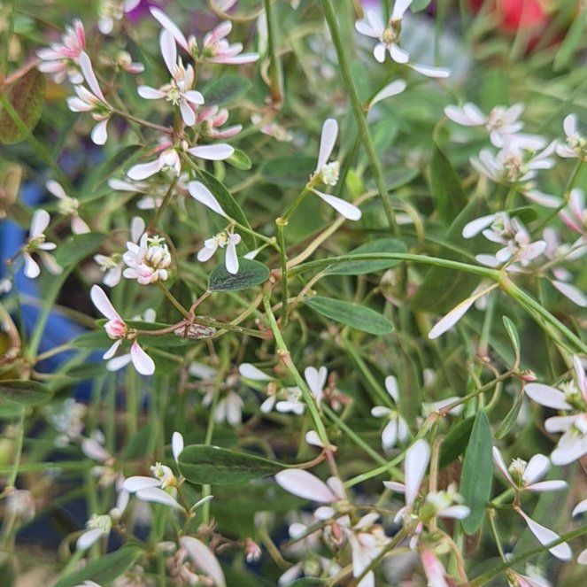 Photo of the plant species Grassleaf Spurge by @TopMullein30 named Austen on Greg, the plant care app