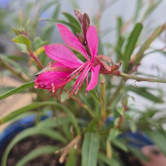 Photo of the plant species Lindheimer's Beeblossom by @TopMullein30 named Lebron on Greg, the plant care app