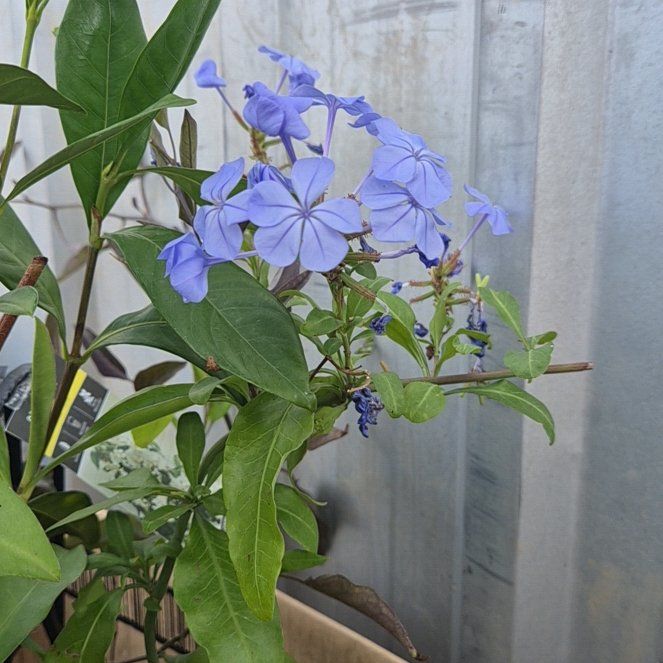 Photo of the plant species Blue Plumbago by @TopMullein30 named Pax on Greg, the plant care app