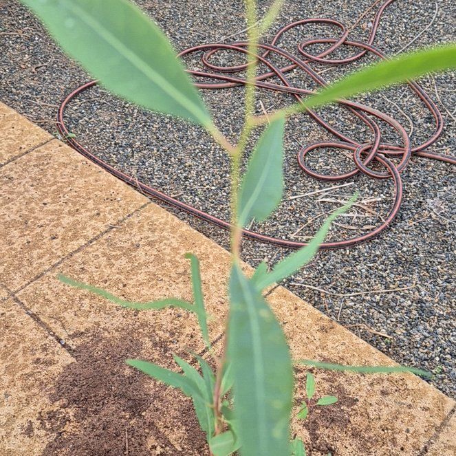 Photo of the plant species Murray Red Gum by @TopMullein30 named Tolkien on Greg, the plant care app