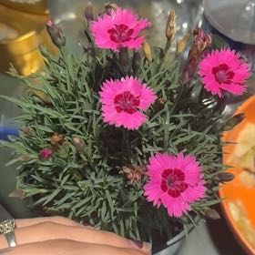 Photo of the plant species Dianthus 'Pink Kisses' by @AssuredAgave59 named Remington on Greg, the plant care app