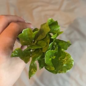 Photo of the plant species Sea Lettuce by @KnowingLentil52 named Kylie on Greg, the plant care app