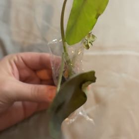 Photo of the plant species Taro by @KnowingLentil52 named LiloStitch on Greg, the plant care app